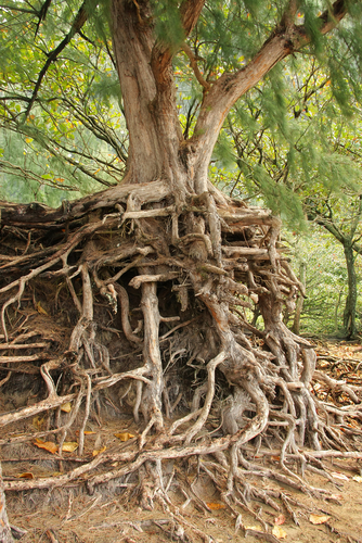 Roots of a tree